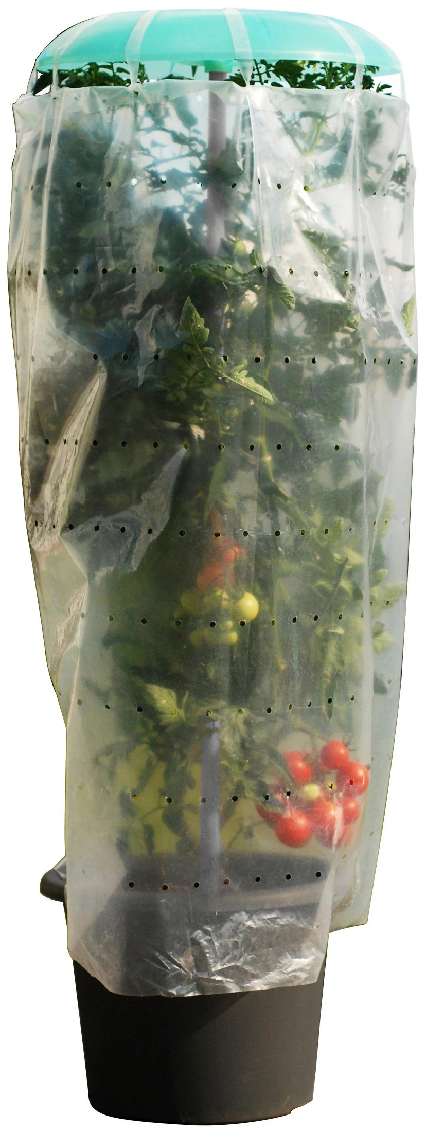 KHW Pflanzenschutzdach Tomatenhut mit Stab und Schutzfolie 49x120 cm