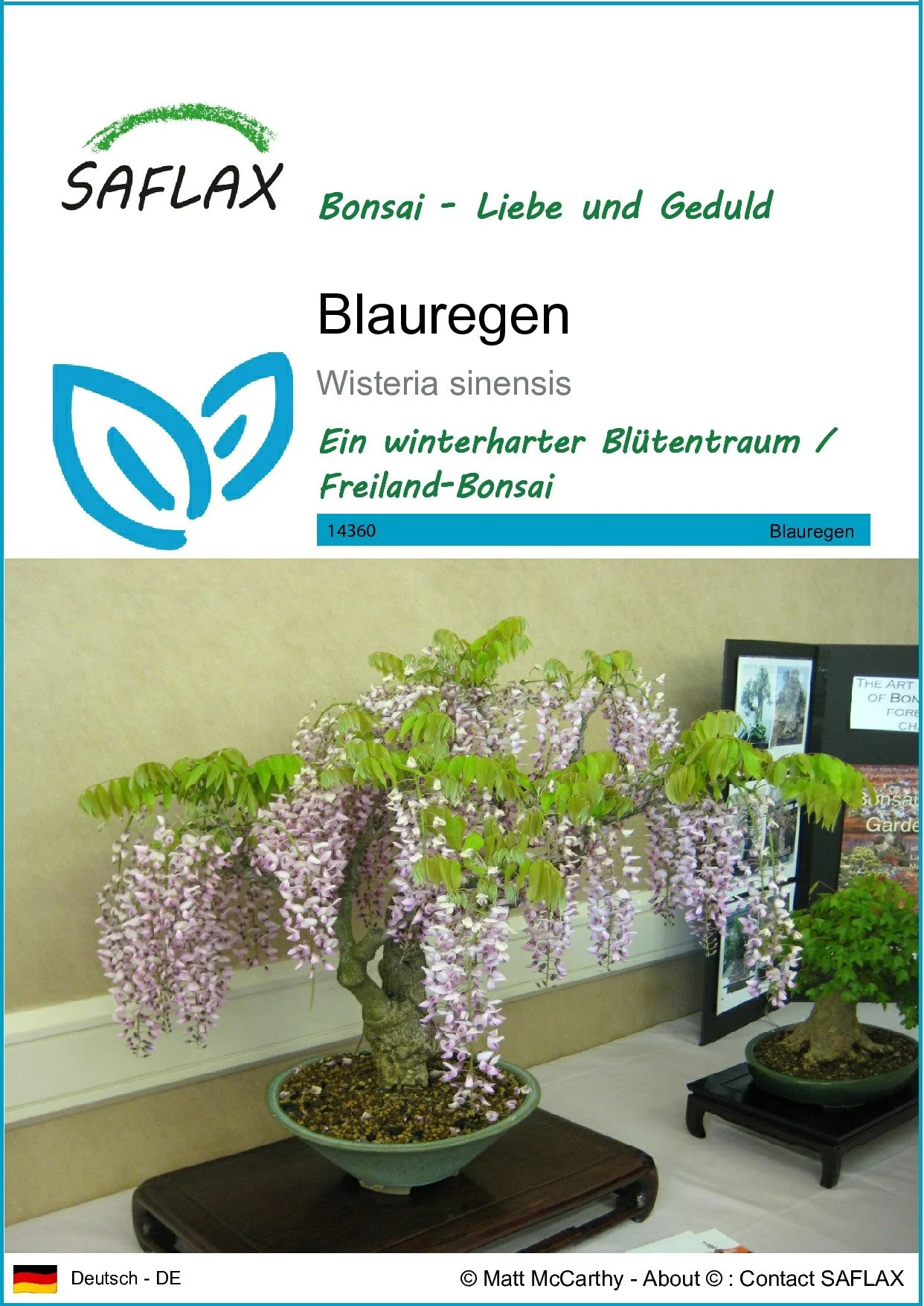 SAFLAX Blauregen Blumensamen