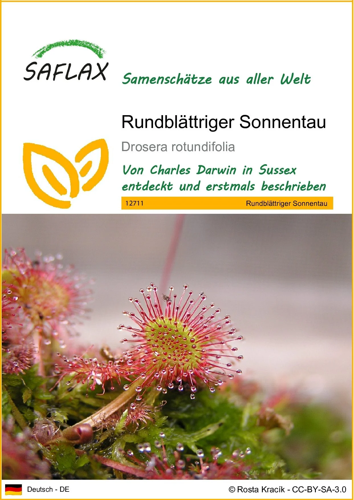 SAFLAX Samen Rundblättriger Sonnentau