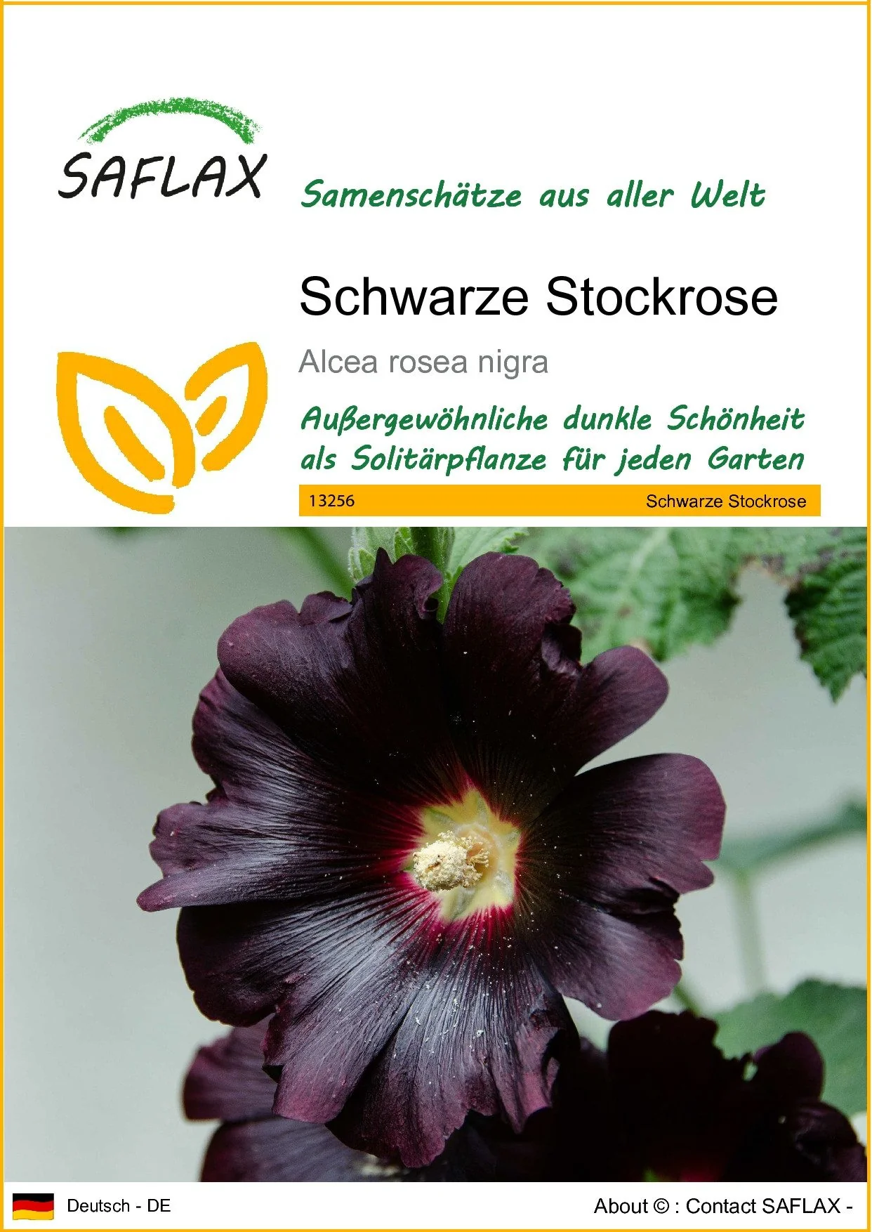 SAFLAX Blumensamen Schwarze Stockrose Samen