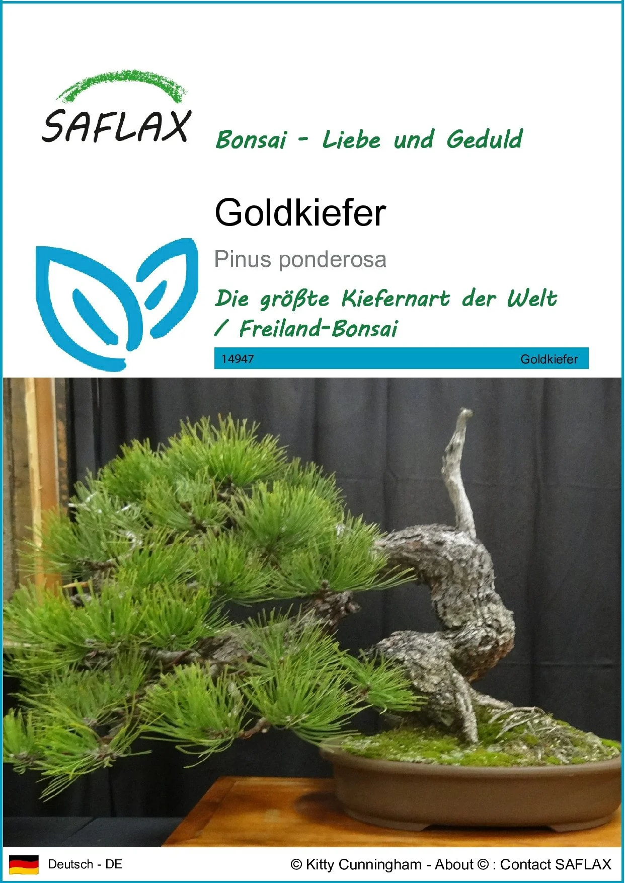 SAFLAX Goldkiefer Samen