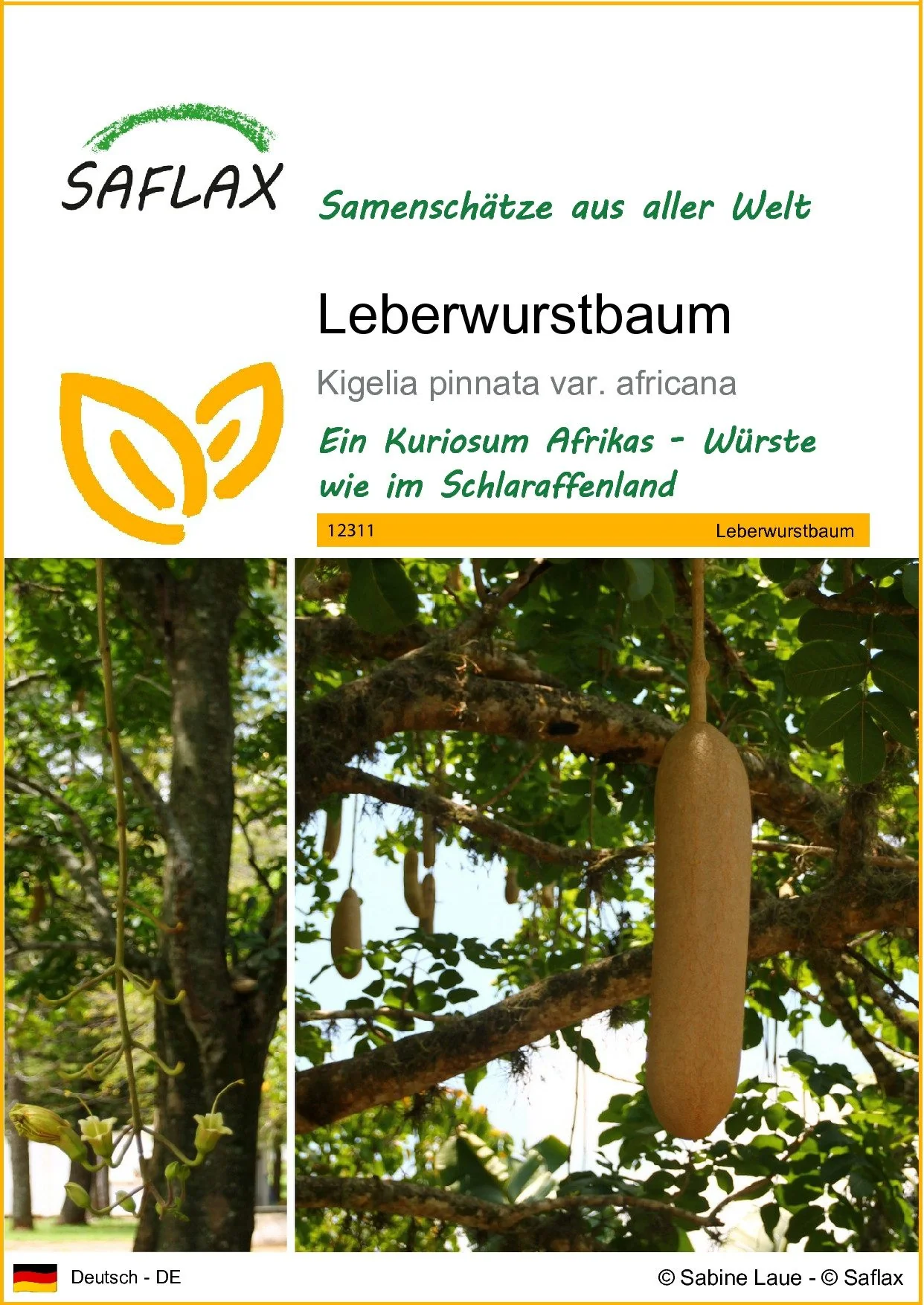 SAFLAX Samen Leberwurstbaum