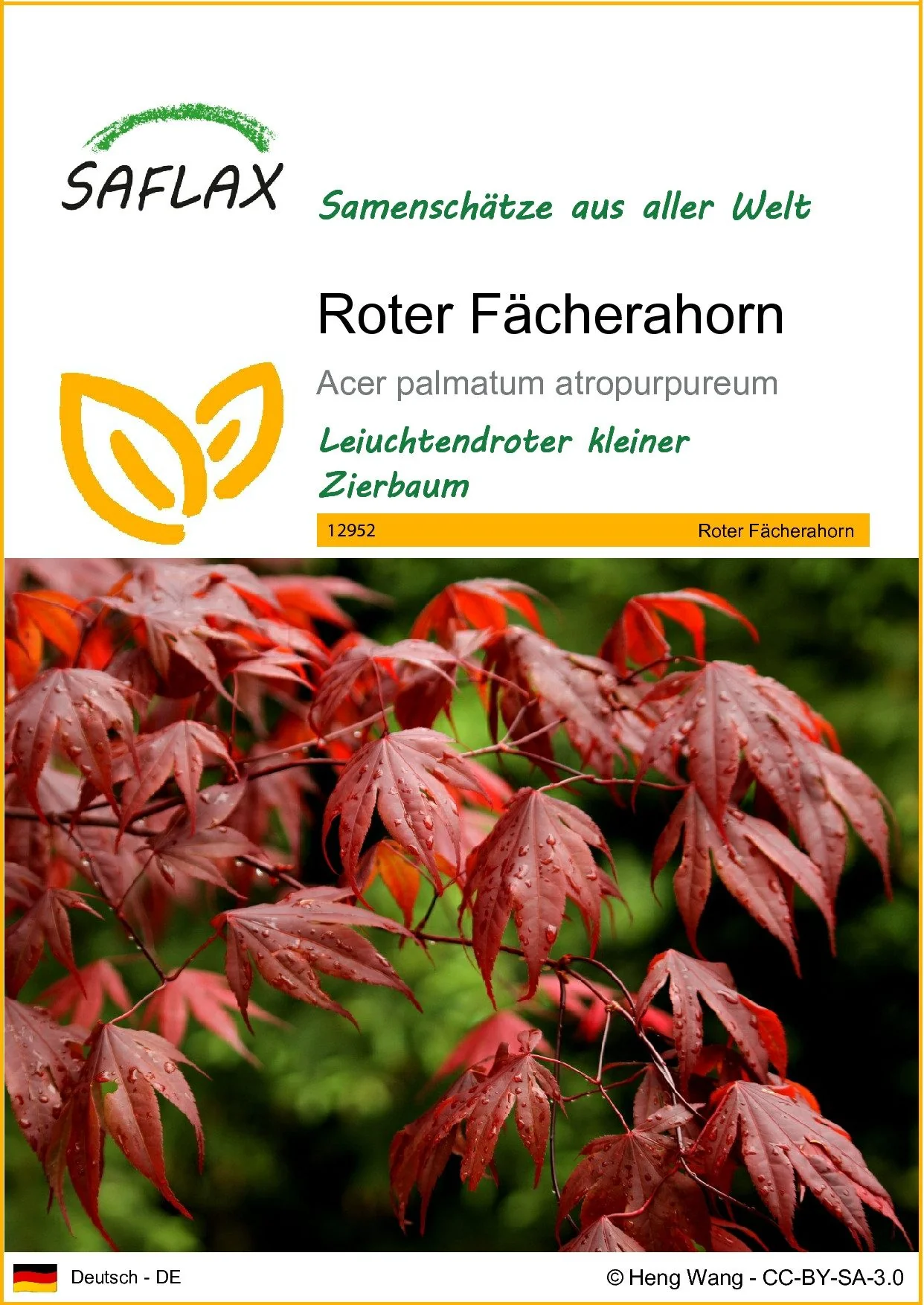 SAFLAX Blumensamen Roter Fächerahorn